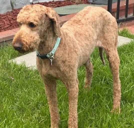 Photo of MAPLE