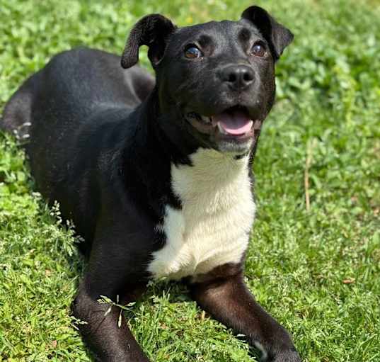 Photo of Moana (1509 south mulberry)