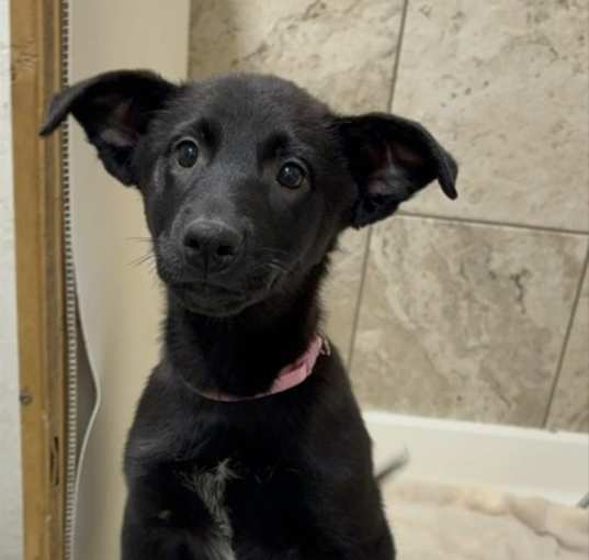 Photo of Velvet