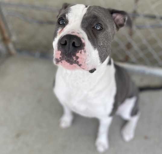 Photo of Pepper