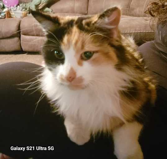 Photo of Willow