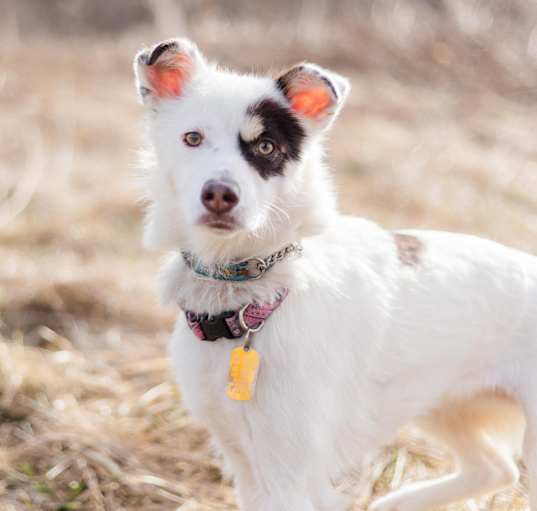 Photo of Dot