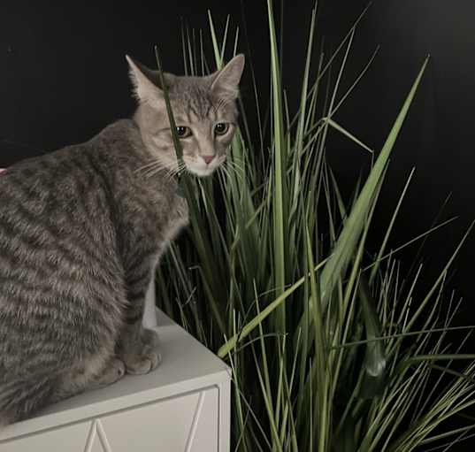 Photo of Gandalf
