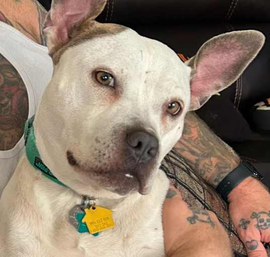 Photo of Dolly