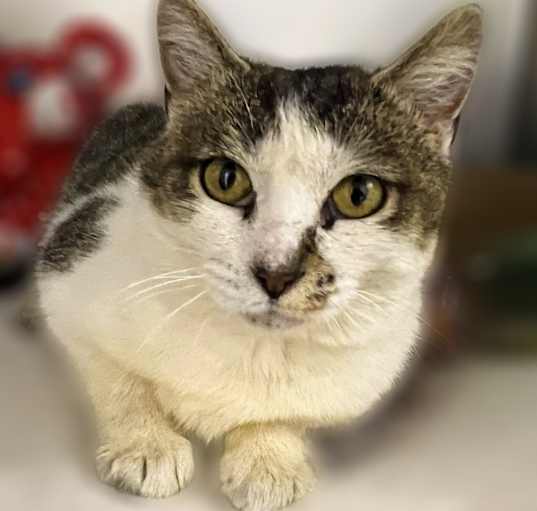 Photo of Moonpie
