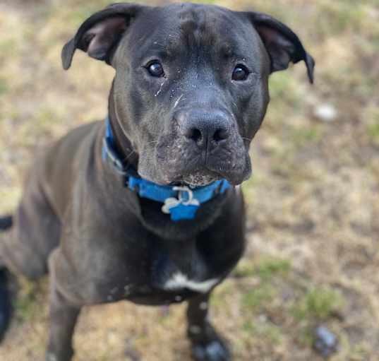 Photo of Blade