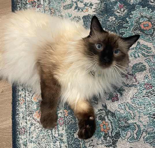 Photo of Lady Dumpling