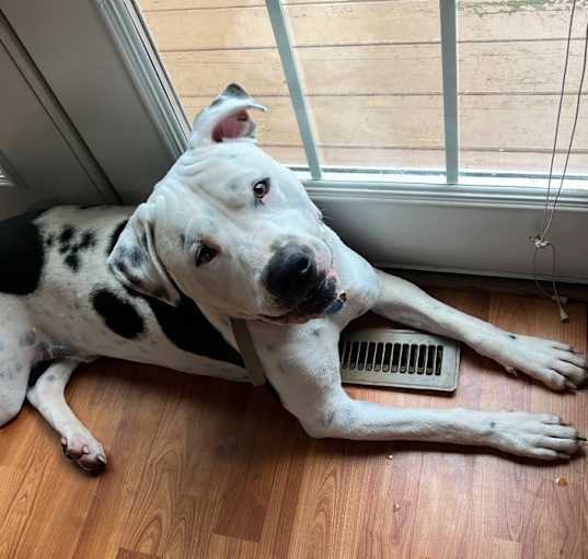 Photo of Diesel
