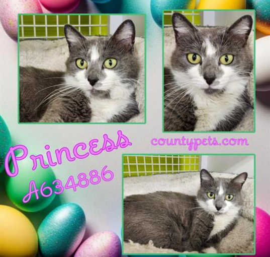 Photo of PRINCESS