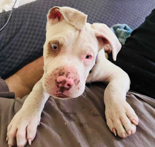 Photo of Roscoe