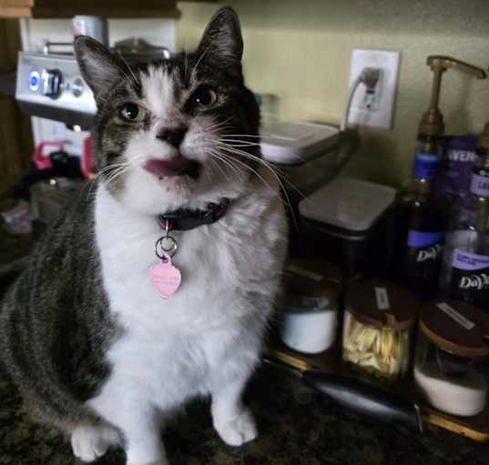 Photo of Bella