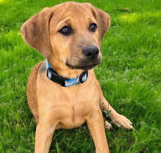 Photo of PUPPY HARLEY GIRL