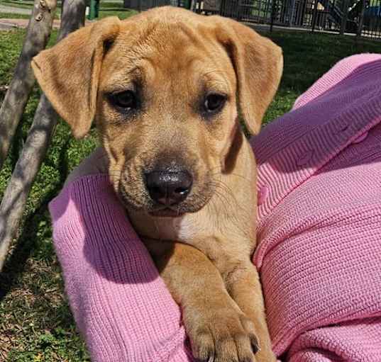 Photo of PUPPY CHEVY GIRL