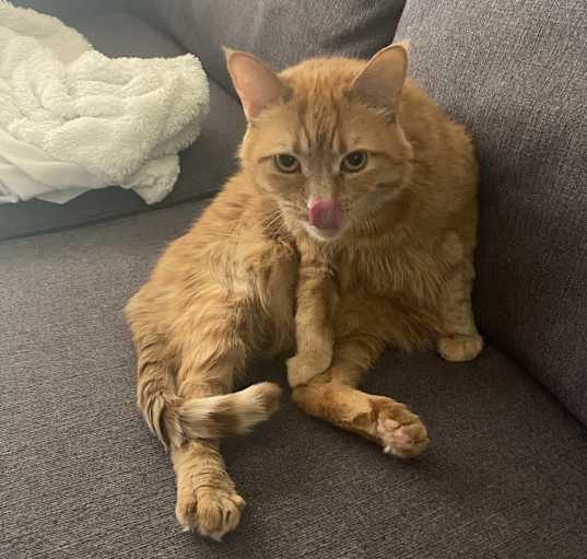 Photo of Ollie