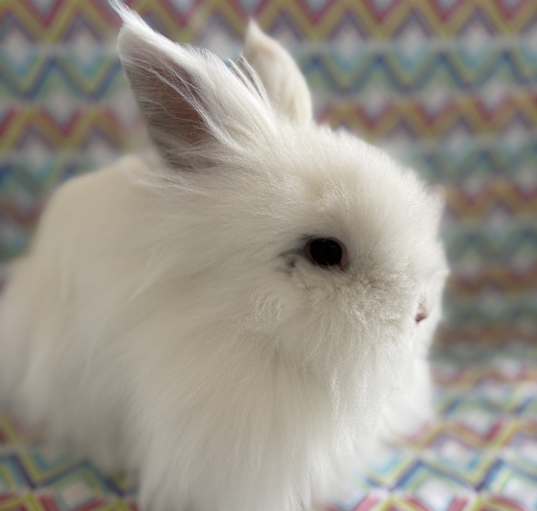 Photo of Boo