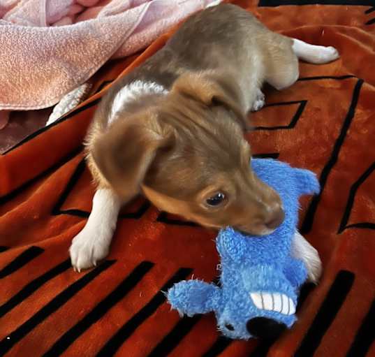Photo of Peanut