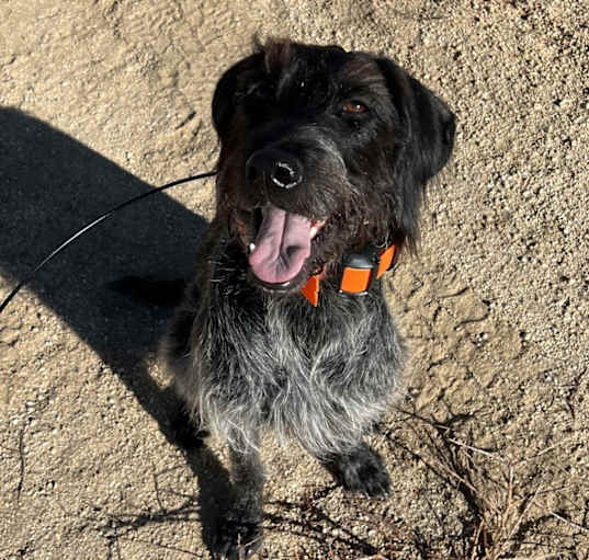 Photo of Cinder