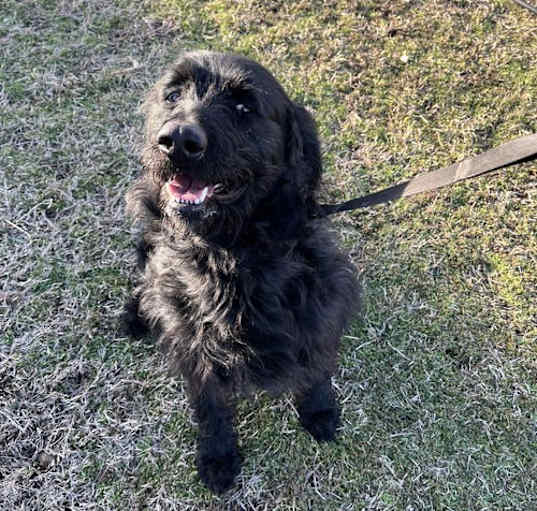 Photo of Milo