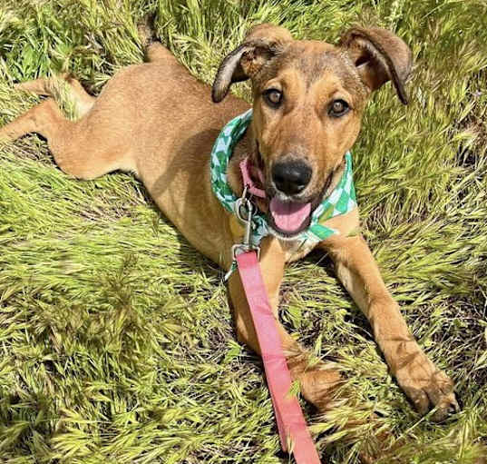Photo of Silly Sally URGENT!