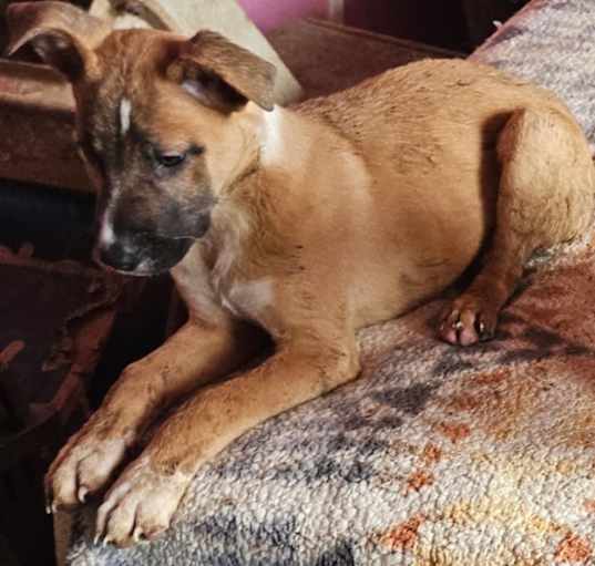 Photo of BUSTER