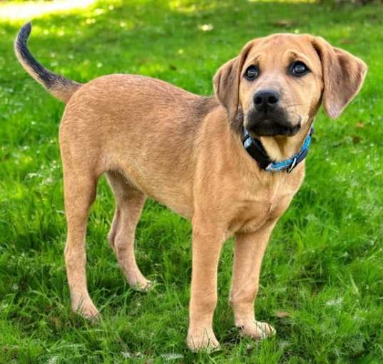 Photo of PUPPY HARLEY GIRL