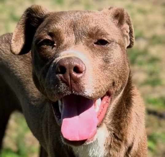 Photo of Cocoa
