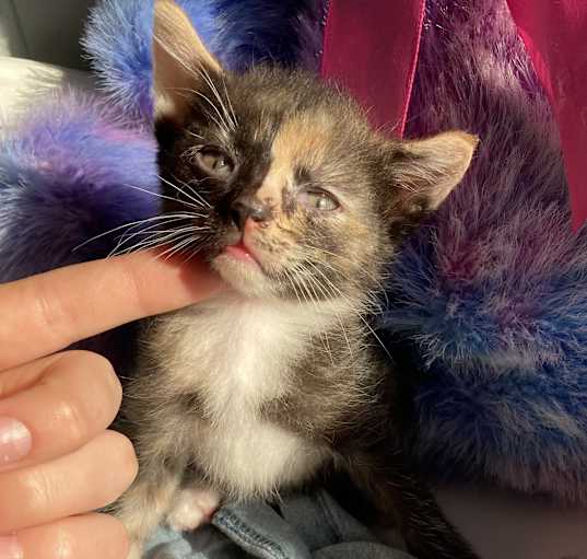 Photo of Skittles