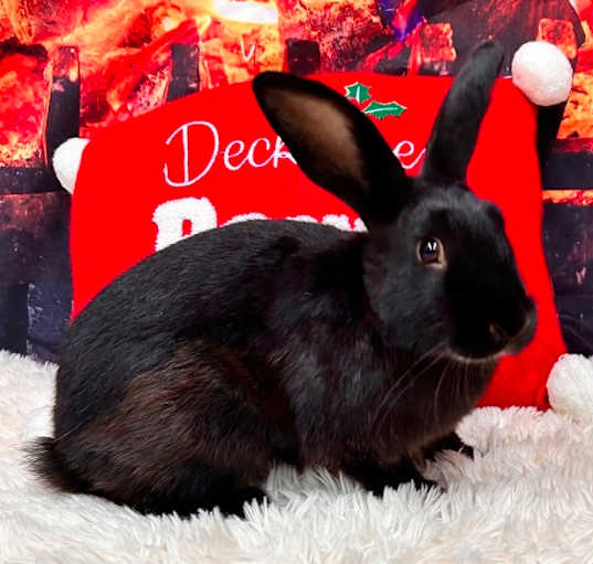 Photo of HERSHEY