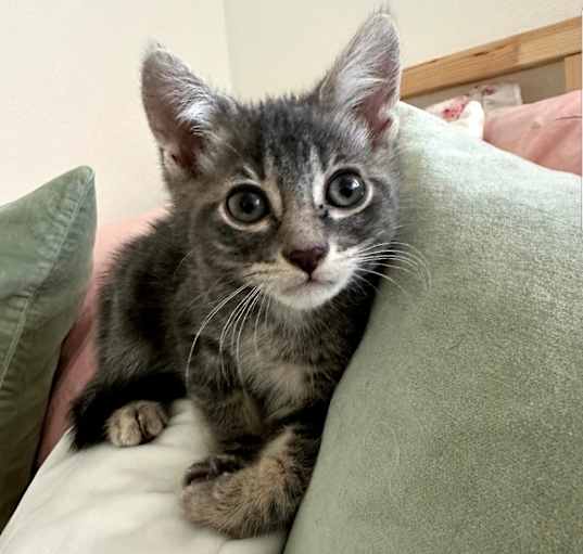 Photo of Luna