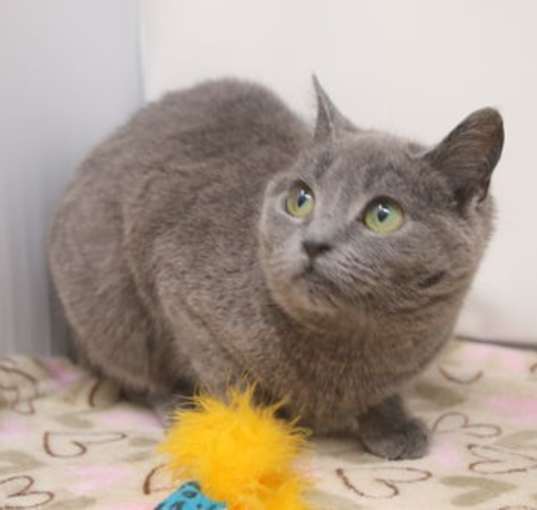 Photo of Lady Guinevere