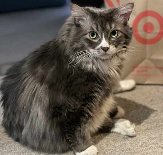 Photo of Chewy