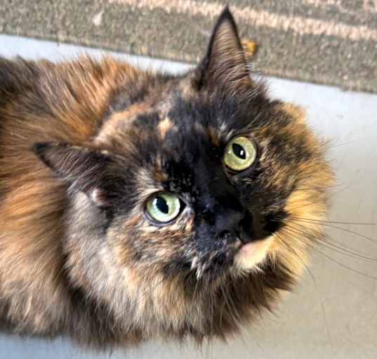 Photo of Coco