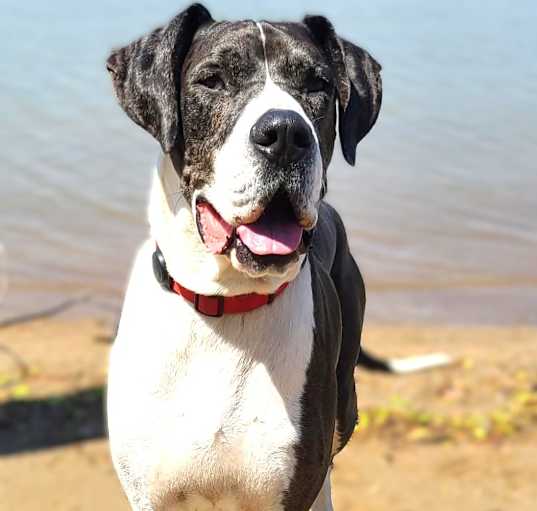 Photo of Buster