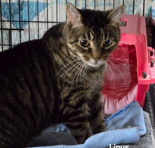 Photo of Linus
