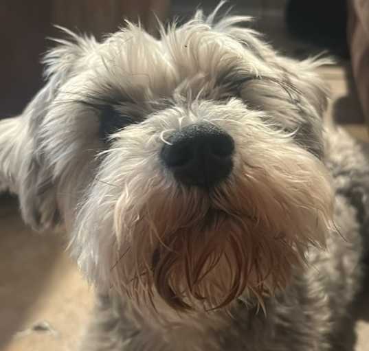 Photo of Bailey