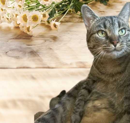 Photo of Princess