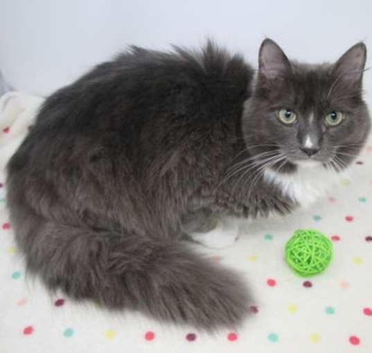 Photo of Electra