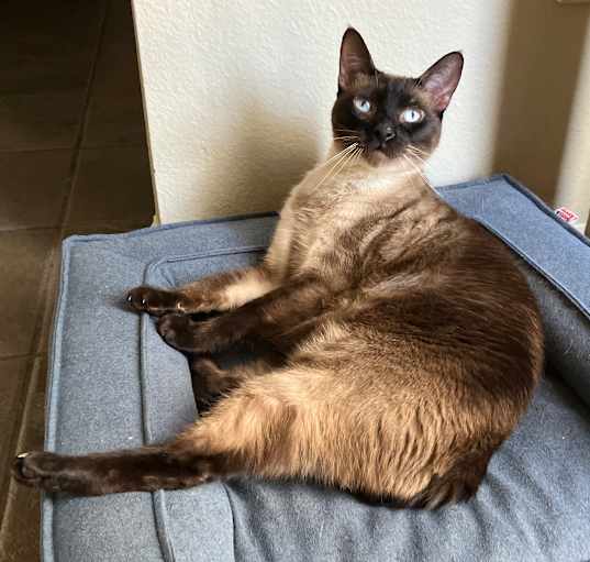 Photo of Casper