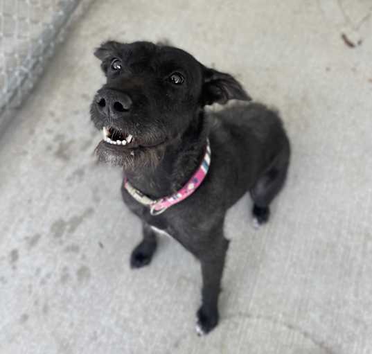 Photo of Lily