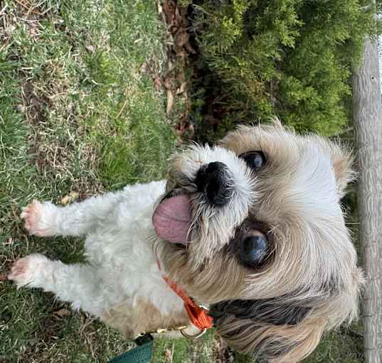 Photo of Bella- 16+ years old;(