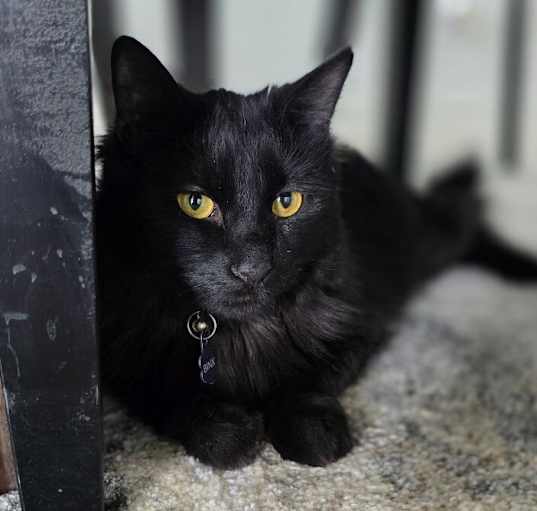 Photo of Binx
