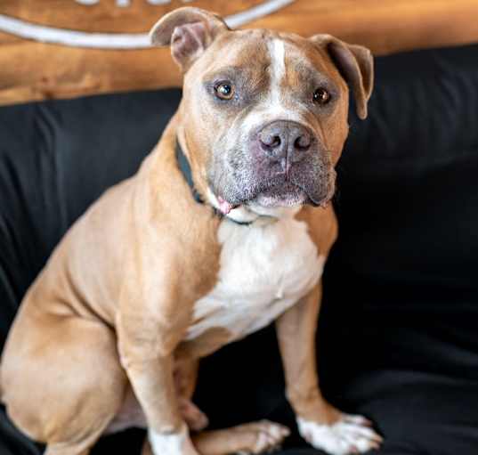 Photo of Diesel - LOCAL