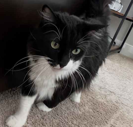 Photo of Vito