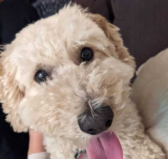 Photo of Teddy