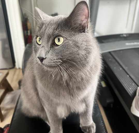 Photo of Bluey