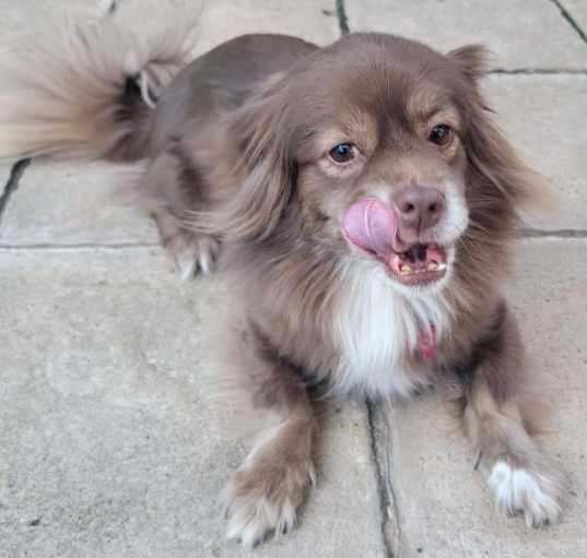 Photo of Waffles