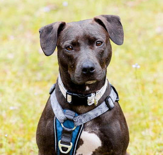Photo of Celaena