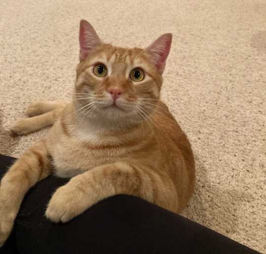 Photo of Pumpkin