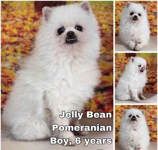 Photo of Jelly Bean from Korea