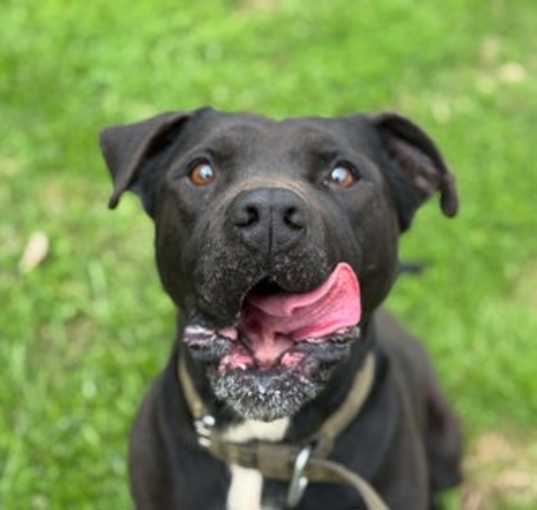Photo of Champ